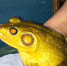日本老渔民捉到金黄色牛蛙 欲送给大学做研究(图) - 青海热线