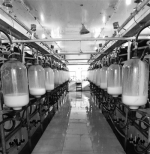 当“工业智能化” 遇上“奶牛养殖业” - 青海热线