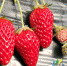 第九届西宁市城北区草莓文化节将于3月18日开幕 - Qhnews.Com