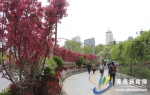 园林植物“走上街道” 西宁道路绿化建设显成效 - Qhnews.Com