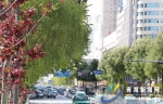 园林植物“走上街道” 西宁道路绿化建设显成效 - Qhnews.Com