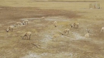 提前迎来迁徙 青海可可西里管理局为藏羚羊“保驾护航” - Qhnews.Com