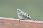 青海湖首次记录到灰颈鹀青海湖鸟种记录增加至223种 - 人民政府