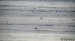 青海生态之窗在青海湖畔实时观测到260余只普氏原羚种群 - 西宁市环境保护局