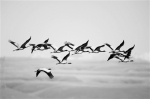 数十万只候鸟云集 青海湖迎来候鸟迁徙高峰期 - 西宁市环境保护局