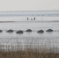 6200余只水鸟青海湖上“舞”芭蕾 - 西宁市环境保护局