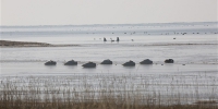 6200余只水鸟青海湖上“舞”芭蕾 - 西宁市环境保护局