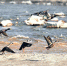 湟水河畔鸟越来越多 - 青海热线