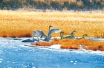 营造好环境 留住白天鹅——探寻冬日格尔木周边湿地野生种群栖息的踪迹 - Qhnews.Com