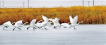 营造好环境 留住白天鹅——探寻冬日格尔木周边湿地野生种群栖息的踪迹 - Qhnews.Com