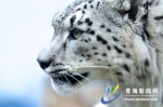 树立生态环保理念 让我们一起“与豹同行”
——青海省组织开展“3.3世界野生动植物日”主题宣传活动 - Qhnews.Com