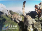 树立生态环保理念 让我们一起“与豹同行”
——青海省组织开展“3.3世界野生动植物日”主题宣传活动 - Qhnews.Com