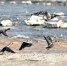 生物多样性得到有效保护 青海西宁湟水河畔鸟越来越多 - 西宁市环境保护局