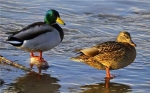 生物多样性得到有效保护 青海西宁湟水河畔鸟越来越多 - 西宁市环境保护局