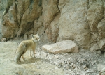 阿尼玛卿山捕获515次雪豹活动影 该区域存在健康的雪豹种群 - Qhnews.Com