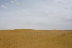 木格滩：沙漠穿上“绿衣裳” - Qhnews.Com