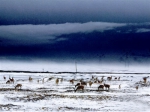 数千只藏羚羊在道路两旁觅食 - Qhnews.Com