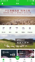 青海湖畔的羊群等你来认养！“原牧求娱”手机APP正式上线 - Qhnews.Com