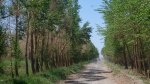 从“千亩林区”看格尔木绿色环保实践之路 - Qhnews.Com