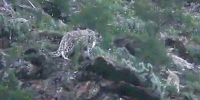珍贵视频：雪豹带着俩幼崽玩耍 - 西宁市环境保护局