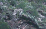 珍贵视频：雪豹带着俩幼崽玩耍 - 西宁市环境保护局