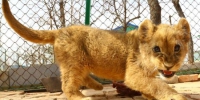 青藏高原野生动物园育活三只非洲狮 - Qhnews.Com