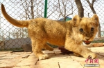 青藏高原野生动物园育活三只非洲狮 - Qhnews.Com