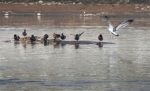 西宁湟水湿地发现上百种鸟类 - Qhnews.Com