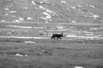 三江源国家公园首次发现罕见黑狼 - 西宁市环境保护局