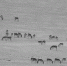青海“生态之窗”拍到520多只的藏野驴大种群 - Qhnews.Com