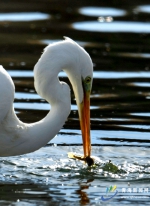 恢复湿地 筑起绿色生态保护“屏障”
——探寻格尔木周边湿地栖息野生鸟类白鹭的踪迹 - Qhnews.Com
