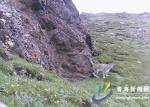 青海首次拍摄到5只雪豹同框画面 - Qhnews.Com