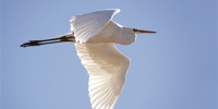 鸟儿作证 湟水河生态环境变好了 栖息鸟类达40种 - Qhnews.Com