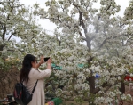 春意盎然 梨花盛开
2019乐都区第四届“宏都情”梨文化艺术节举办 - Qhnews.Com