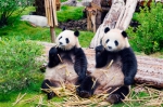 周末去哪里：一起去看大熊猫 - Qhnews.Com