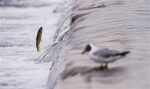 湟鱼洄游，人与自然和谐相处的生态画卷 - Qhnews.Com