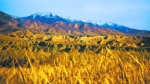 3600年前谁把大麦带到青藏高原 - Qhnews.Com