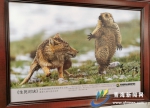 鲍永清：尊重野生动物 用生态摄影理念拍摄完美作品 - Qhnews.Com
