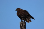 贵南茫曲国家湿地公园开展首次鸟类调查 - Qhnews.Com