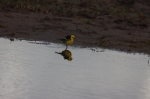 贵南茫曲国家湿地公园开展首次鸟类调查 - Qhnews.Com