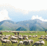 青海探索发展草地生态畜牧业，草原植被盖度与牧民收入双增
一个高原牧业村的生态转型路 - 人民政府