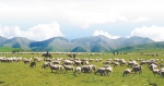 青海探索发展草地生态畜牧业，草原植被盖度与牧民收入双增
一个高原牧业村的生态转型路 - 人民政府