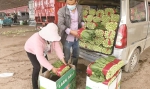 每天上市400吨 湟中菜农卖菜忙 - Qhnews.Com
