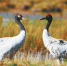 青海湖与黑颈鹤的双向“奔赴” - Qhnews.Com