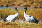 青海湖与黑颈鹤的双向“奔赴” - Qhnews.Com