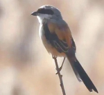 祁连山国家公园青海片区首次发现2种园区鸟类新记录 - Qhnews.Com