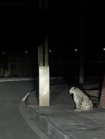 惊喜！一只雪豹出现在玉树市区 - Qhnews.Com