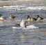 全国1/2的雁鸭类水鸟在西宁有记录 - Qhnews.Com