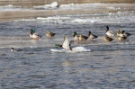 全国1/2的雁鸭类水鸟在西宁有记录 - Qhnews.Com
