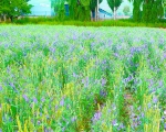 【农经观察】选出绿肥好品种 因地制宜来种植 - Qhnews.Com
